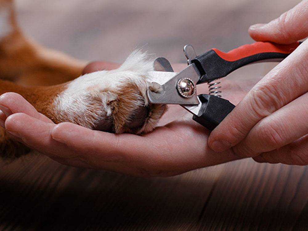 Coupe-griffes pour chien et chat verrouillables rouge et noir - Image 8
