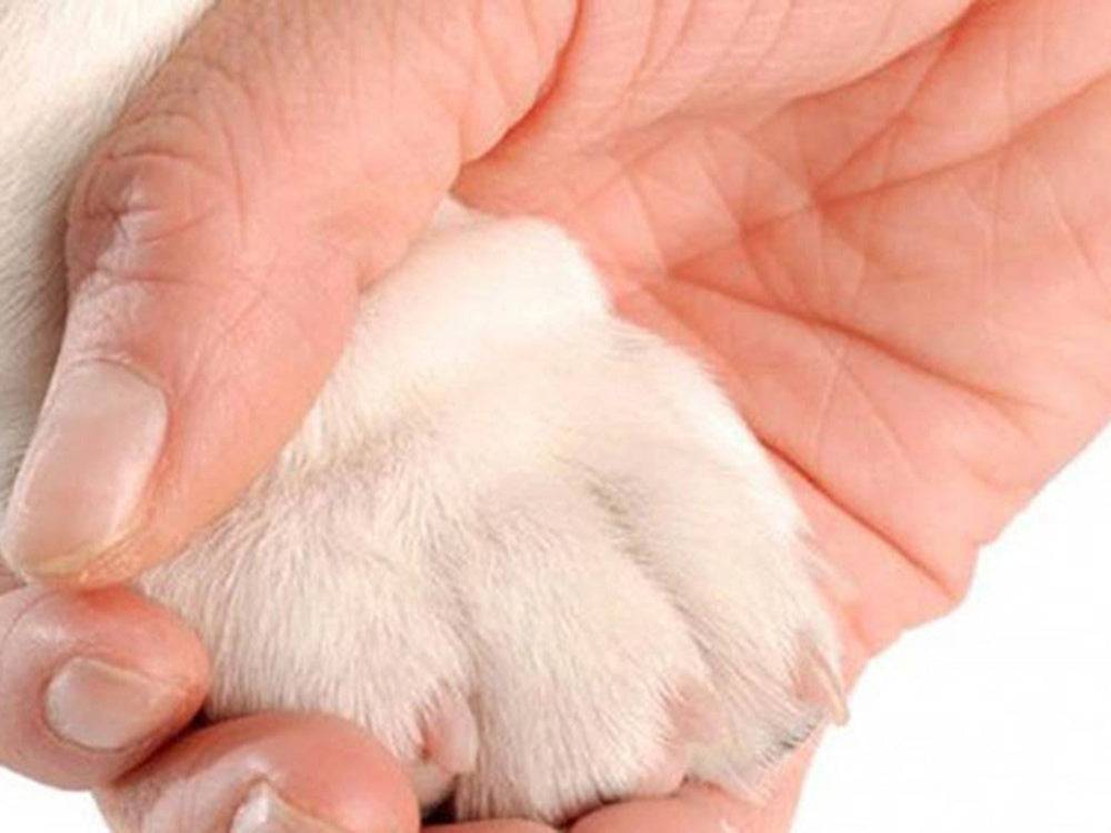 Coupe-griffes pour chien et chat verrouillables rouge et noir - Image 9