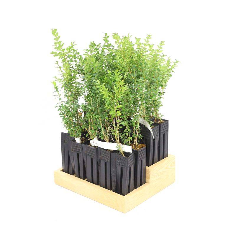 20 Buis Commun (Buxus Sempervirens) - Haie de Buis Commun -  - Pépinières Naudet - Imagen 3