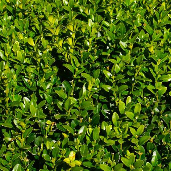 20 Buis Commun (Buxus Sempervirens) - Haie de Buis Commun - - Pépinières Naudet - Image 2
