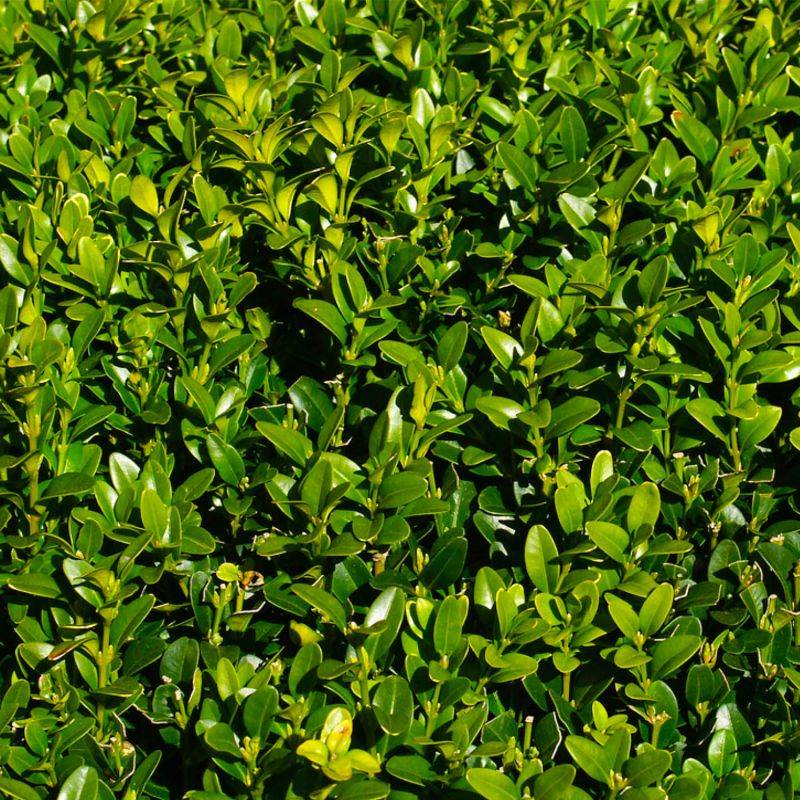 20 Buis Commun (Buxus Sempervirens) - Haie de Buis Commun -  - Pépinières Naudet - Imagen 2
