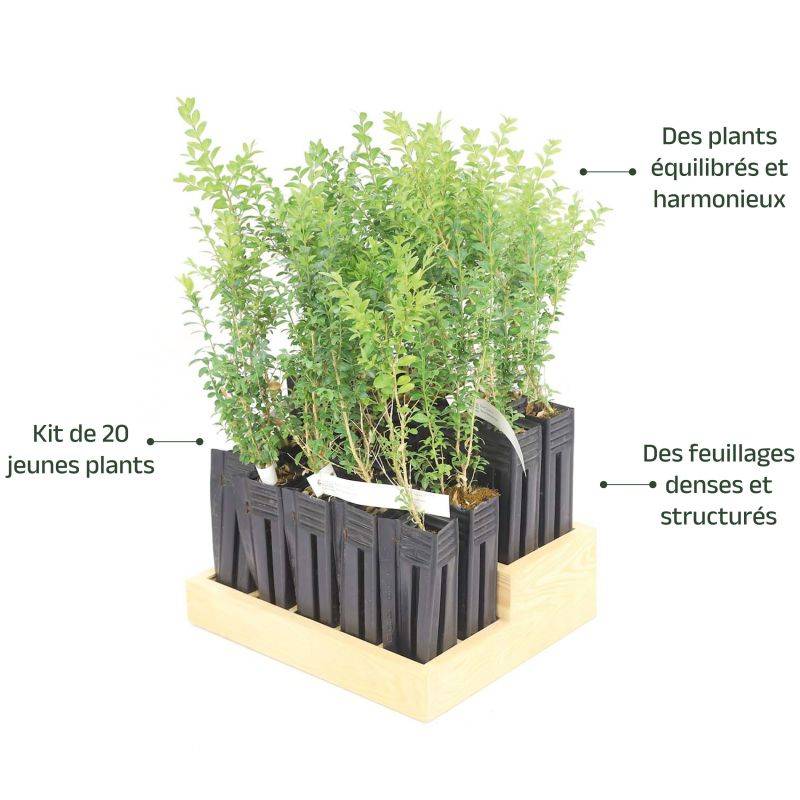20 Buis Commun (Buxus Sempervirens) - Haie de Buis Commun -  - Pépinières Naudet - Imagen 4