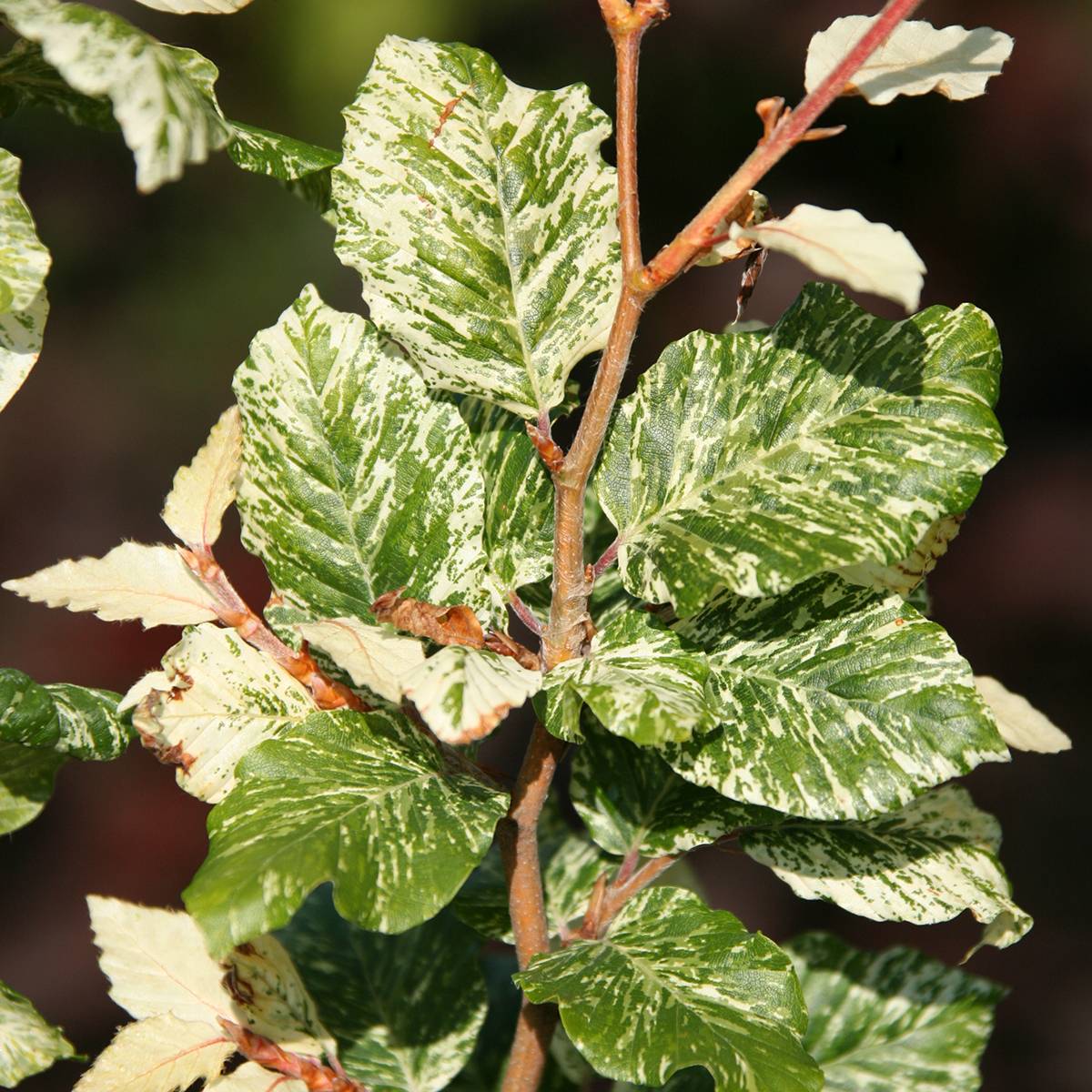 Promesse de Fleurs - Fagus sylvatica Marmor Star - Hêtre panaché Pot de 4L/5L