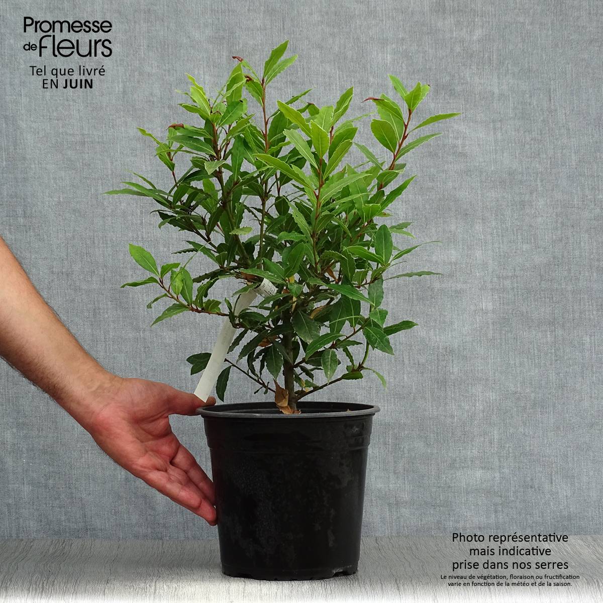 Laurus nobilis Little Ragu - Laurier-Sauce Pot de 4L/5L - Jardiland