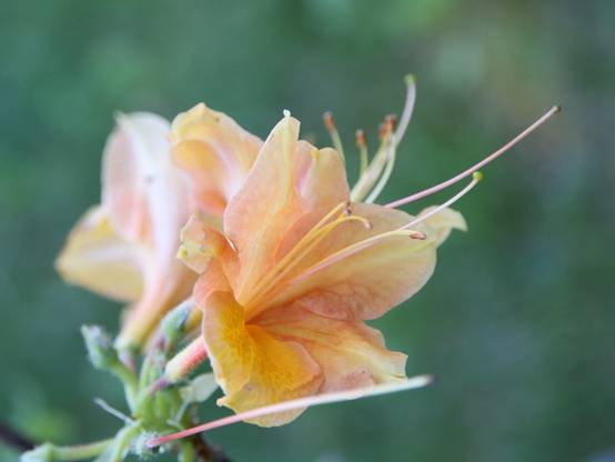 Azalée Glowing Embers - Rhododendron molle Pot de 4L/5L - Image 1