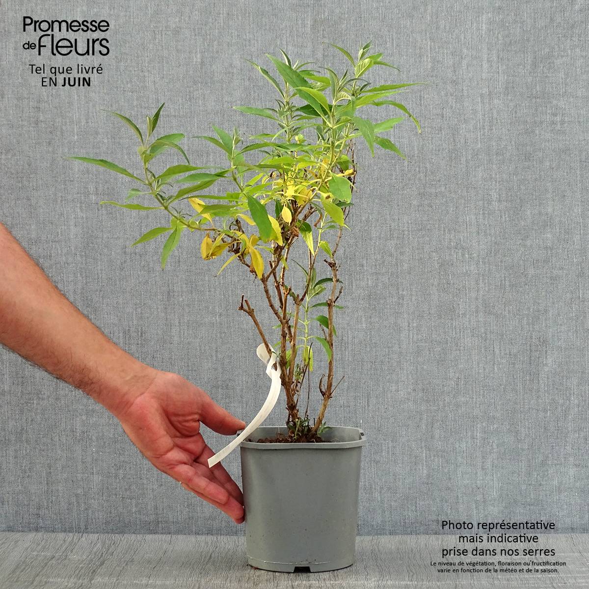 Buddleia davidii Butterfly Tower - Arbre aux papillons Pot de 4L/5L - Image 2