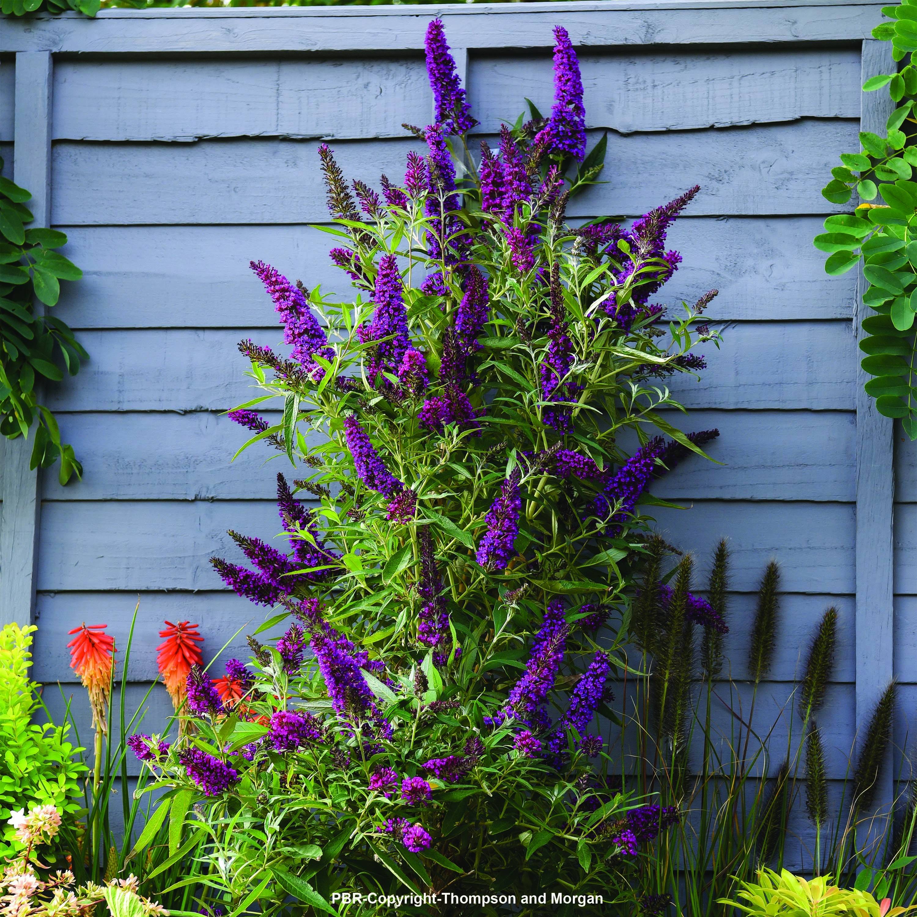 Buddleia davidii Butterfly Tower - Arbre aux papillons Pot de 4L/5L - Image 1