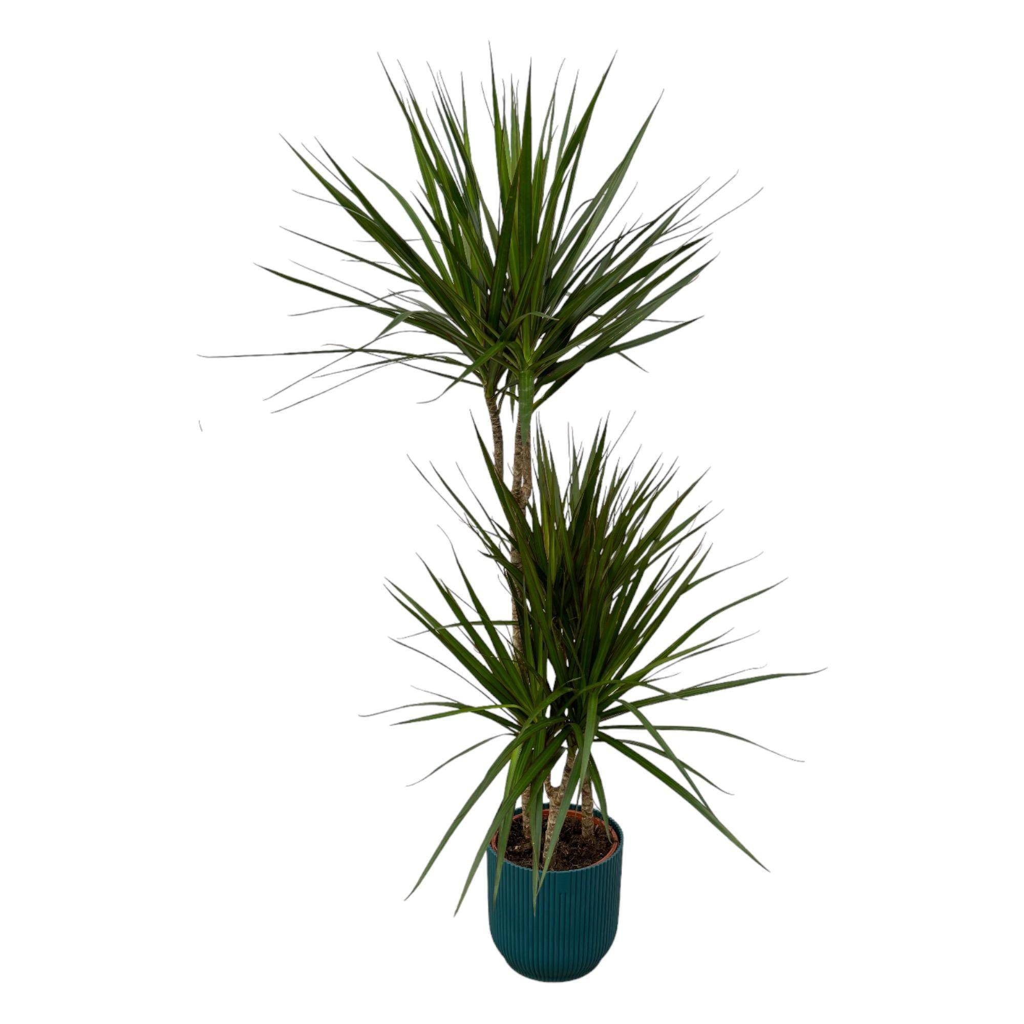 La Green Touch - Dracaena Marginata et son pot- La Green Touch Bleu - Hauteur 120cm - Imagen 1