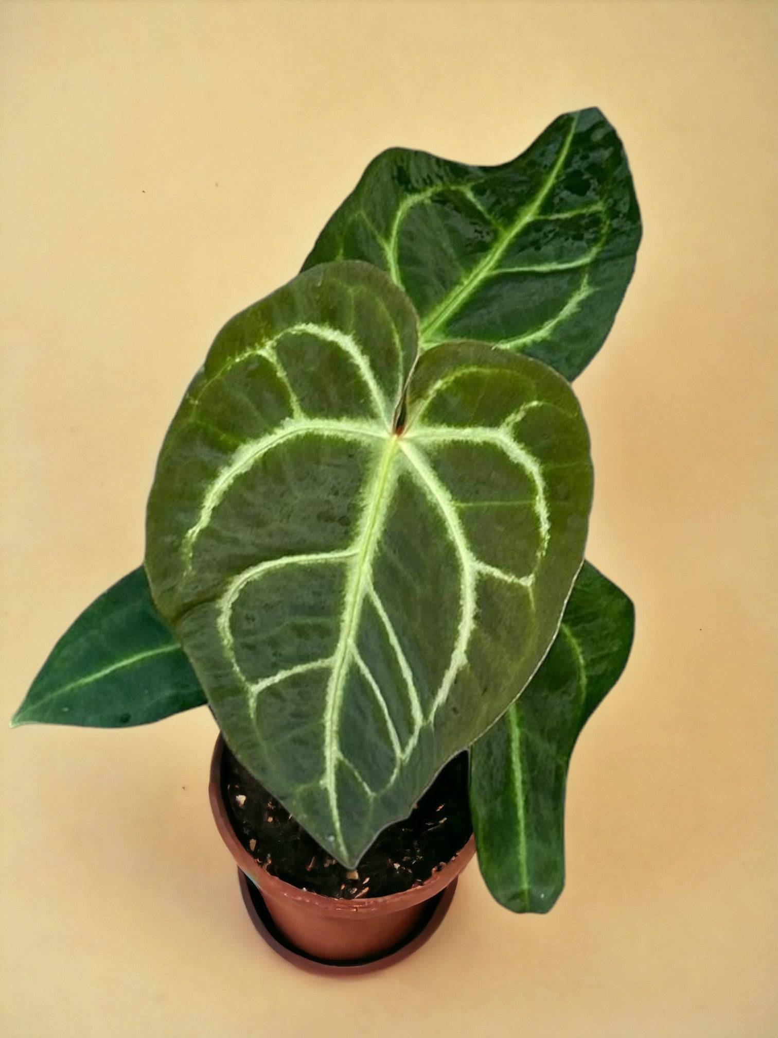 La Green Touch - Dracaena Marginata et son pot- La Green Touch Bleu - Hauteur 120cm - Imagen 2