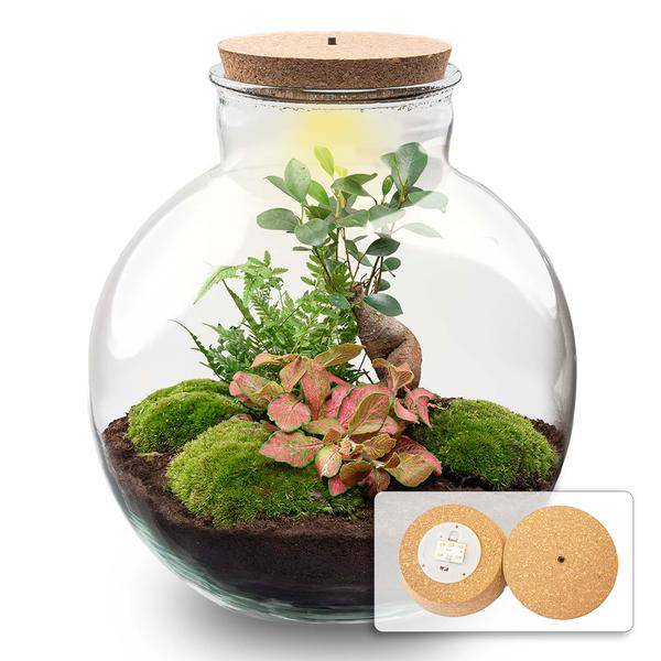 Terrarium Bolder Bob Bonsai + Led Verlichting In - H30cm - Image 1