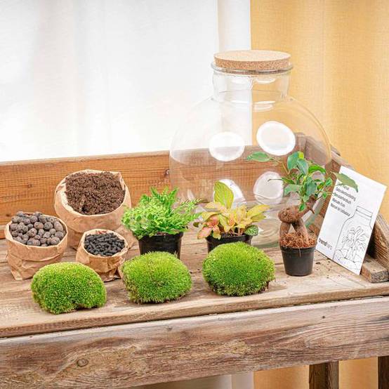 Terrarium Bolder Bob Bonsai + Led Verlichting In - H30cm - Image 2