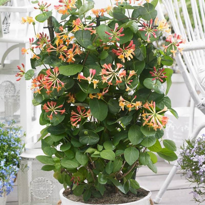 Chèvrefeuille Celestial® à fleurs Orange - feuillage Persistant - Pot de 1,5L - Tuteur bambou 30/60 cm-  hauteur à maturité De 3,00 m à 5,00 m - Imagen 1