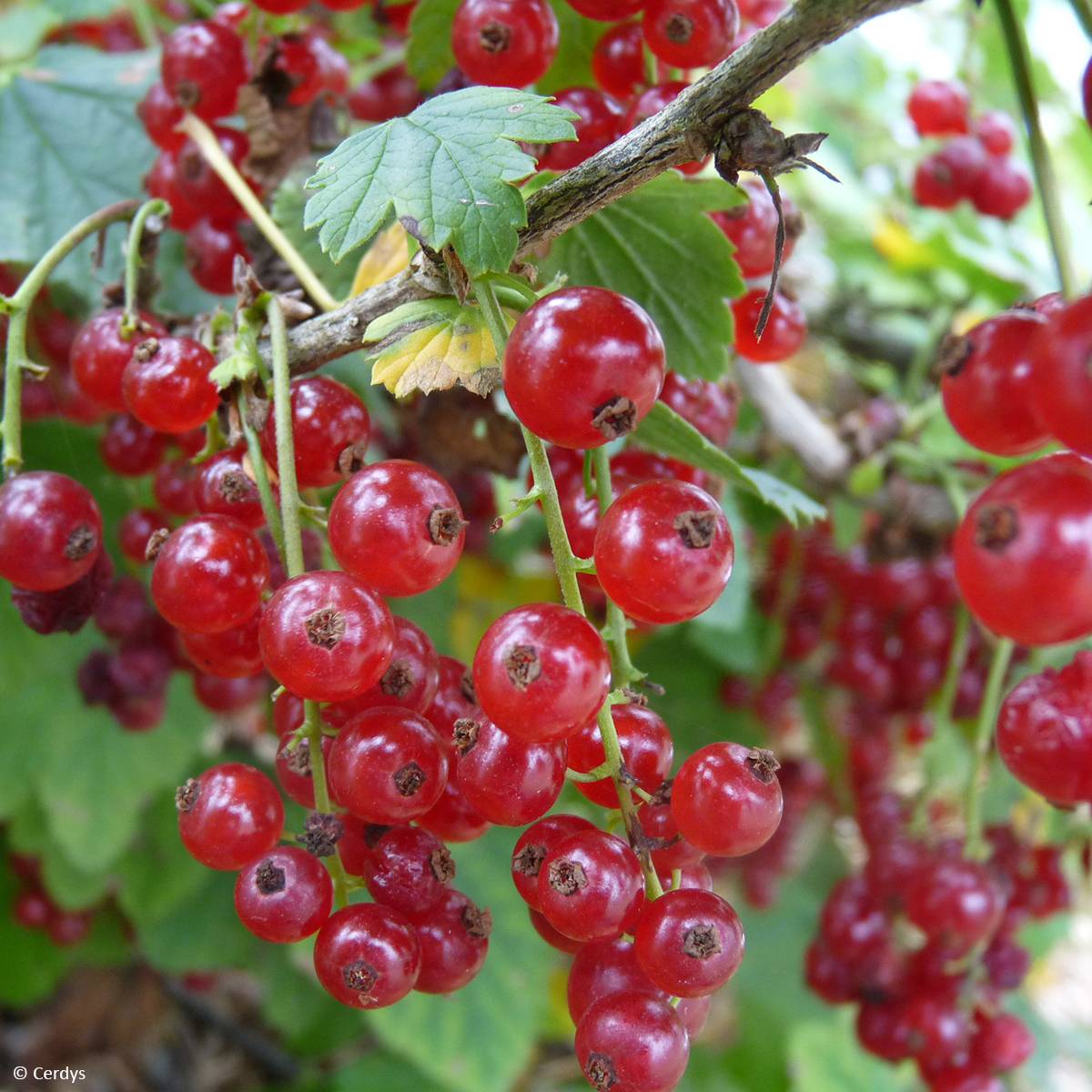 Promesse de Fleurs - Groseillier à grappes rouges Ribest Lisette Pot de 1,5L/2L