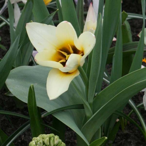 Tulipe fosteriana Concerto Bulbe calibre 12+ (par 10)
