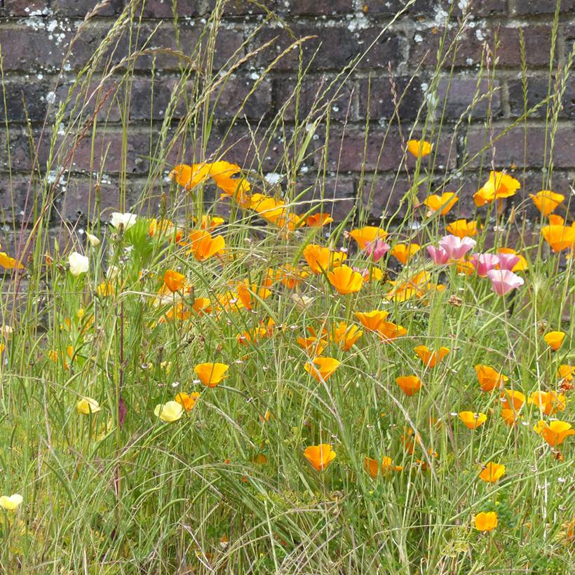 Graines de Pavot de Californie Garden Mix - Eschscholzia