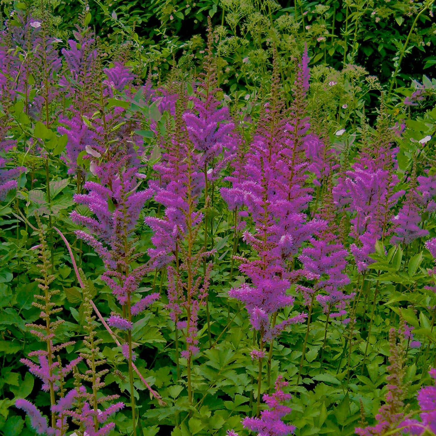 Astilbe chinensis var. taquetii Superba Godet de 8/9 cm