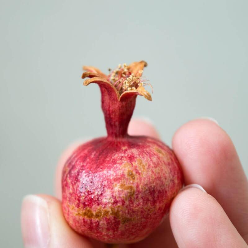 Grenadier nain (Punica granatum 'Chico') - Godet - Taille 13/25cm - Pépinières Naudet - Image 3