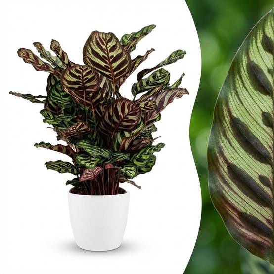 Calathea Makoyana - Pot de 19cm - Hauteur 70cm - Blanc - Plantes d'intérieur - Image 2