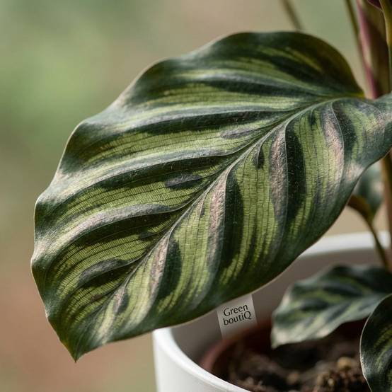 Calathea Makoyana - Pot de 19cm - Hauteur 70cm - Blanc - Plantes d'intérieur - Image 4