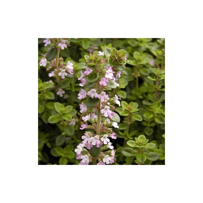 Thym serpolet à fleurs Rose - feuillage Persistant - Godet - 5/20 cm-  hauteur à maturité Moins de 0,15 m - Imagen 1