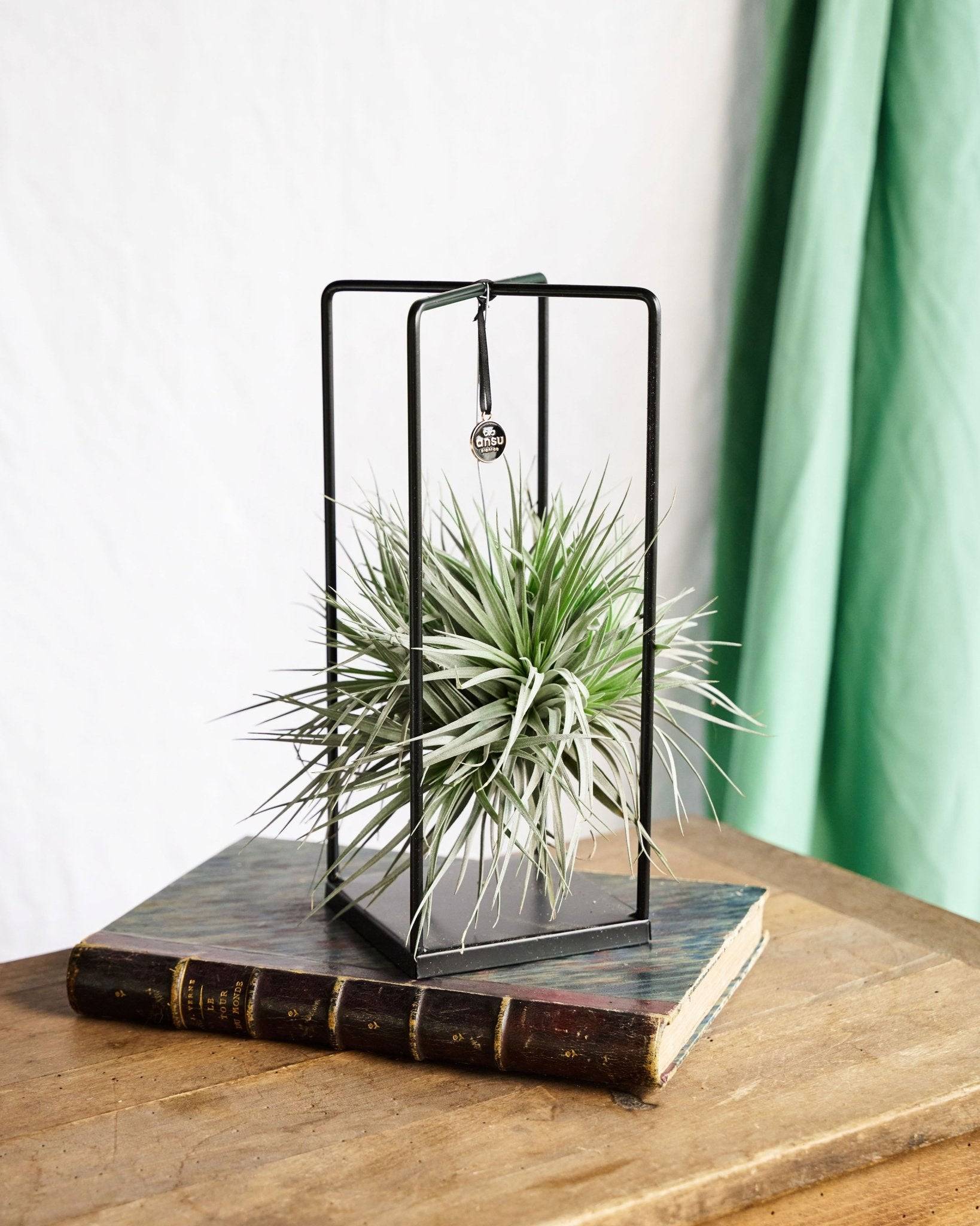La Green Touch - Tillandsia Cube Mix (Medium) - D17 H30cm