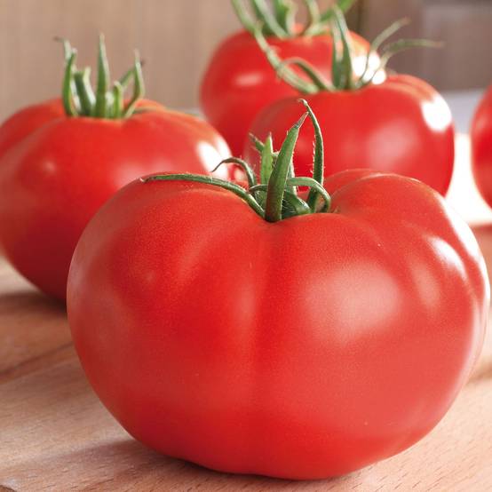 Tomate Supersteak F1 - La Sélection du Chef le sachet de 12 graines environ