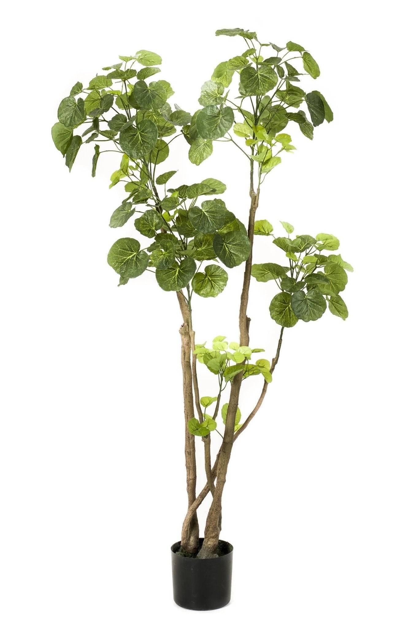 La Green Touch - Polyscias plante artificielle - h140cm, Ø14cm- La Green Touch - Imagen 6