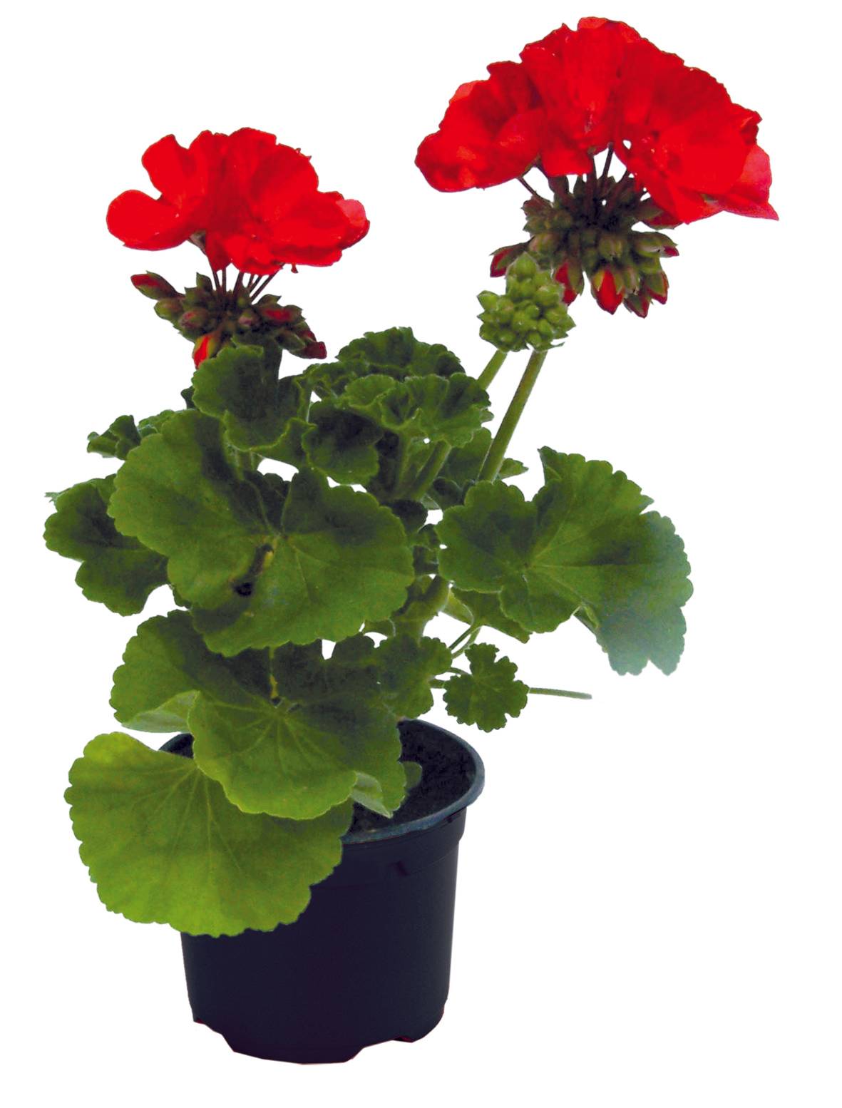 Géranium Zonal pot de 10,5cm
