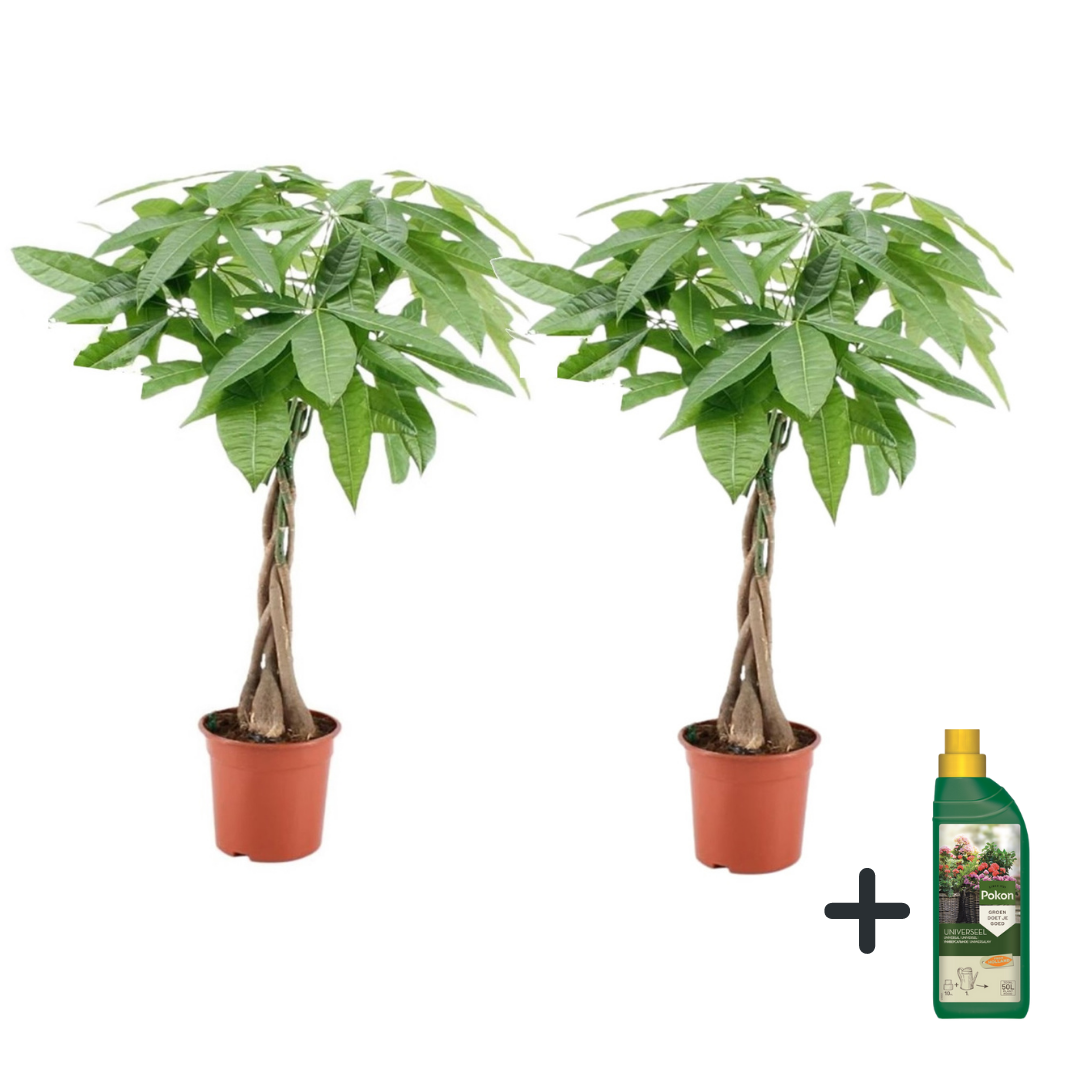 Plant In A Box - Arbre à argent - Set de 2 - Pachira aquatica - Hauteur 60-70cm - ⌀17cm - Image 1