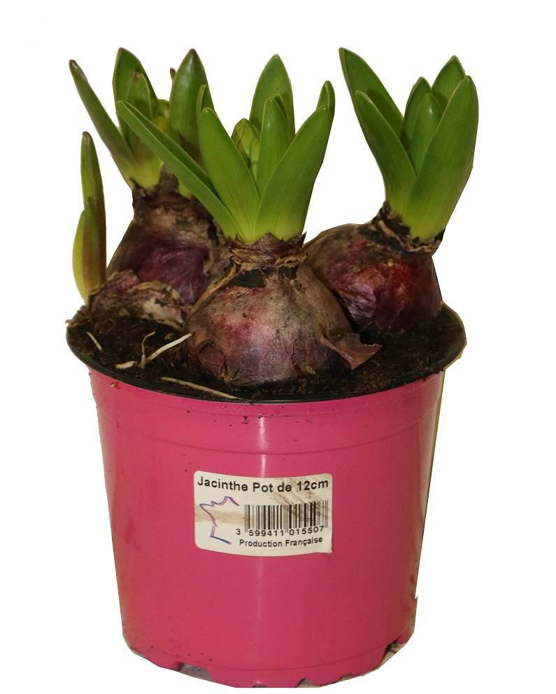 Horti-Flandre - Jacinthe rose pot 12 cm - Imagen 1