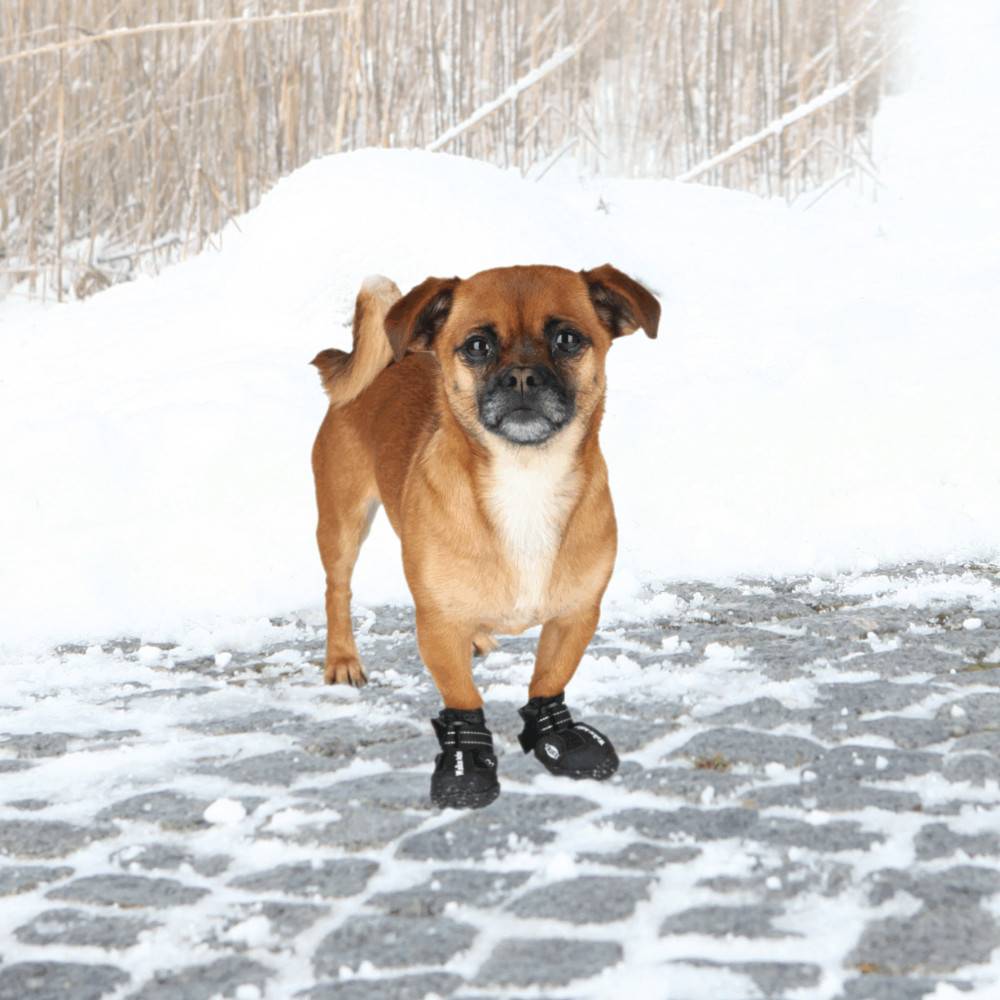 Bottes de protection Walker Active, taille: XS, pour chien - Image 3