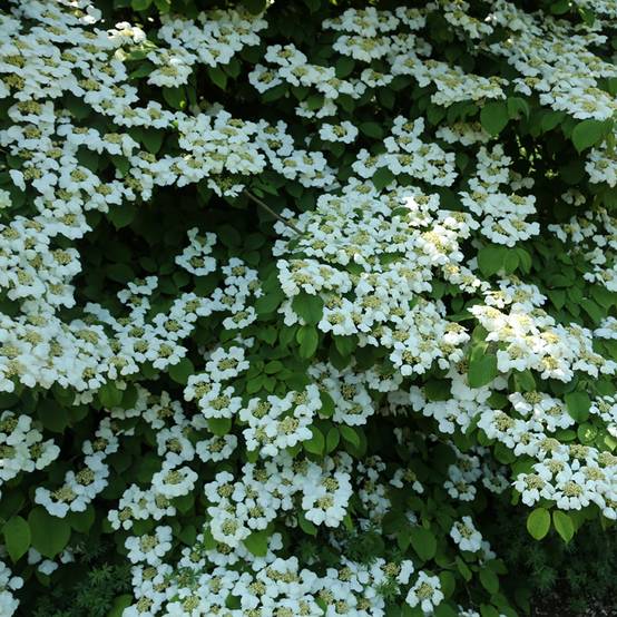 Viorne de Chine - Viburnum plicatum Cascade Pot de 12L/15L, Tige - Image 1