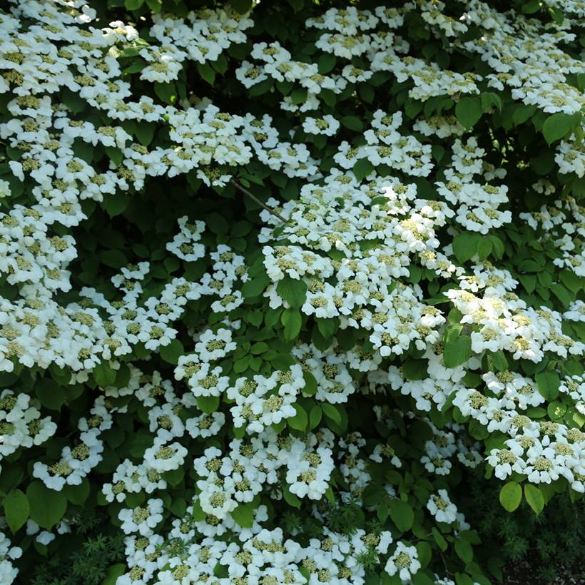 Viorne de Chine - Viburnum plicatum Cascade Pot de 12L/15L, Tige