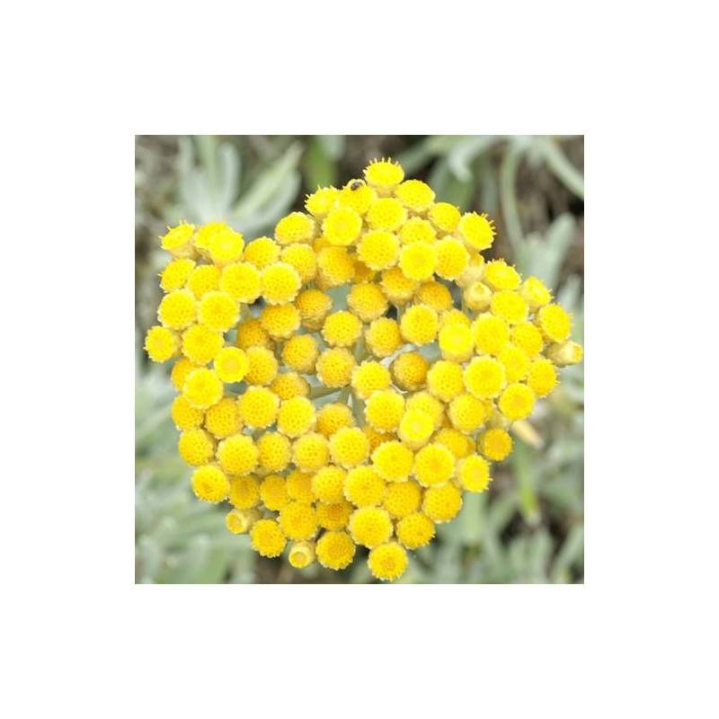 Immortelle d'Orient à fleurs Jaune - feuillage Persistant - Godet - 5/20 cm-  hauteur à maturité Moins de 0,15 m - Imagen 1