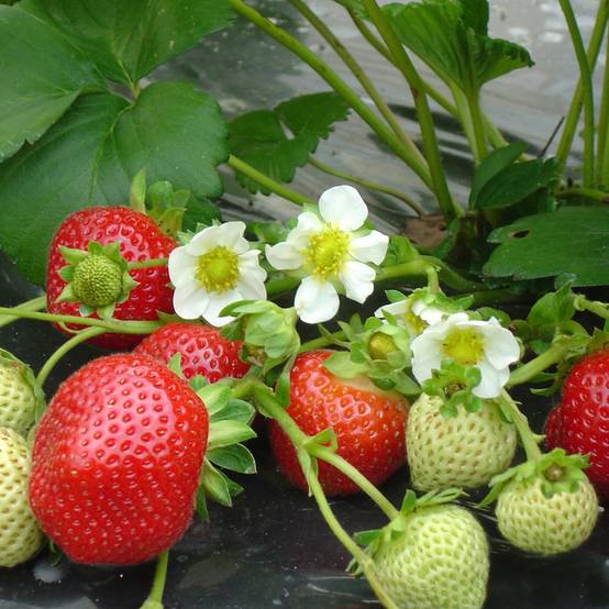Promesse de Fleurs - Fraisier Maestro (remontant) Godet de 7/8 cm