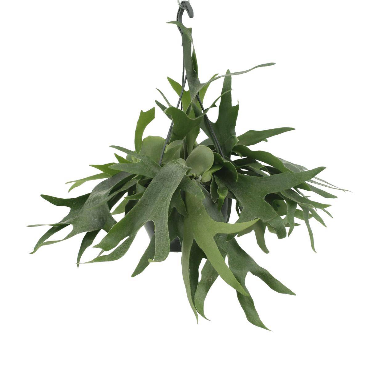 Platycerium Hertshoorn Hang - D21 H50cm