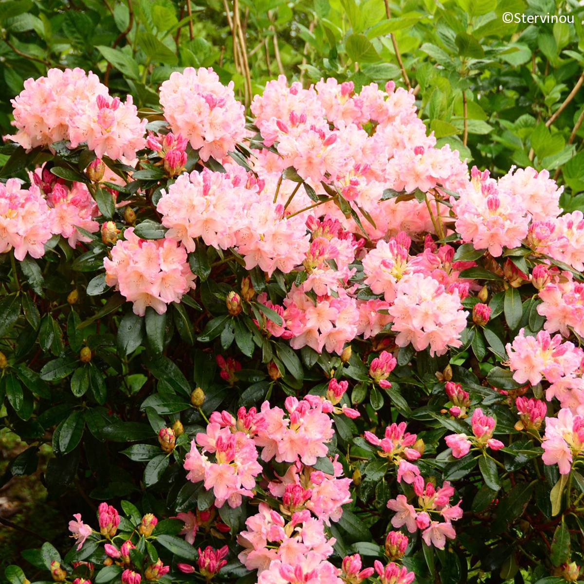 Rhododendron Percy Wiseman - Rhododendron nain  Pot de 3L/4L - Image 1