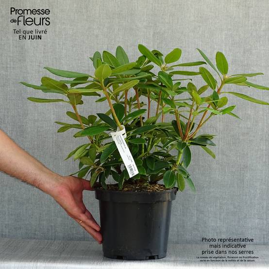 Rhododendron Percy Wiseman - Rhododendron nain Pot de 3L/4L - Image 2