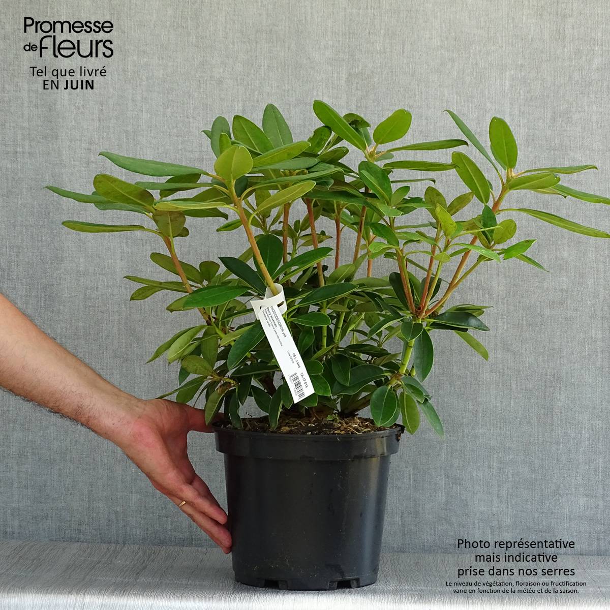 Rhododendron Percy Wiseman - Rhododendron nain  Pot de 3L/4L - Image 2