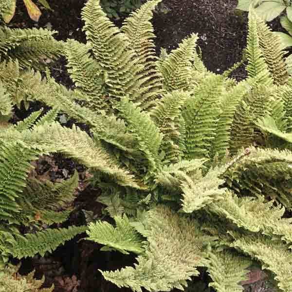 Polystichum setiferum Plumosum Densum - Fougère Godet de 8/9 cm