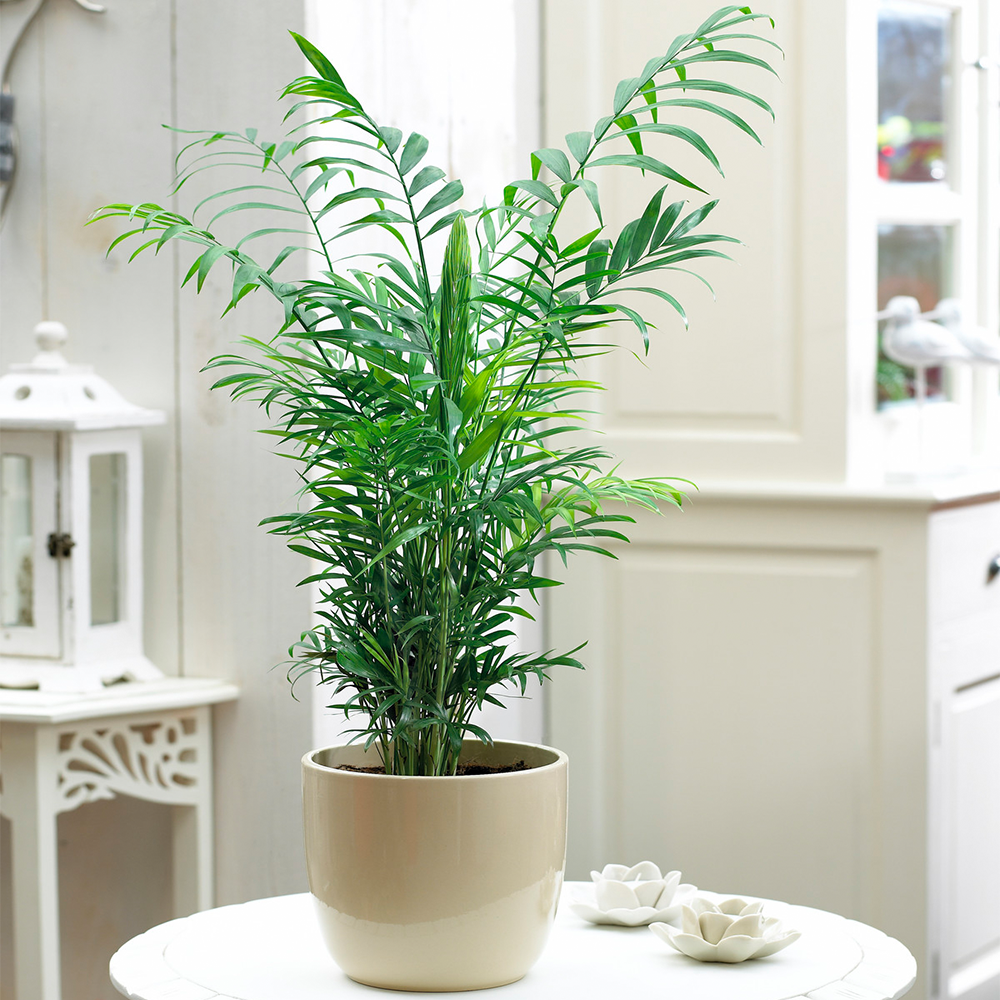Gardenersdream - Palmier Chamaedorea Elegans – Grande Plante D'Intérieur De Qualité Supérieure En Pot De 13 Cm - GardenersDream - Imagen 1