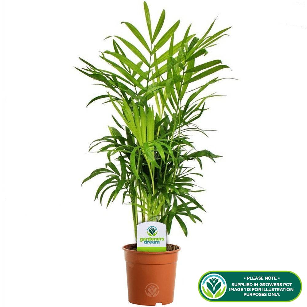 Gardenersdream - Palmier Chamaedorea Elegans – Grande Plante D'Intérieur De Qualité Supérieure En Pot De 13 Cm - GardenersDream - Imagen 2