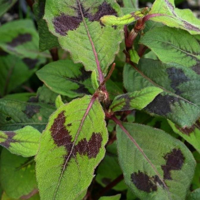 Promesse de Fleurs - Renouée - Persicaria virginiana Lance Corporal Godet de 8/9 cm