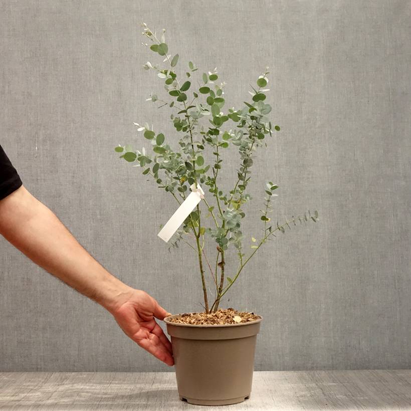 Eucalyptus gunnii Silverana - Gommier cidre Pot de 1,5L/2L - Image 2