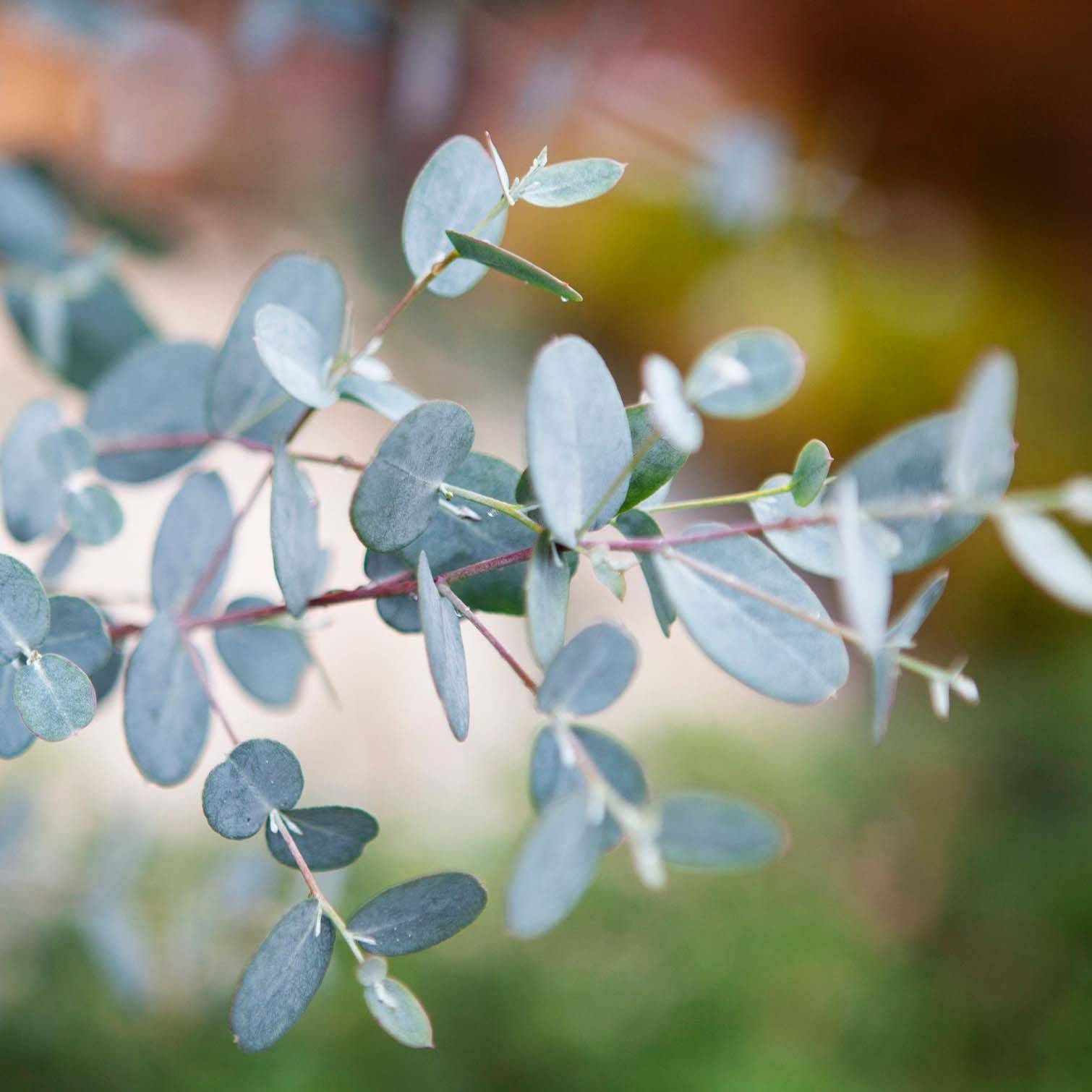 Eucalyptus gunnii Silverana - Gommier cidre Pot de 1,5L/2L - Image 1