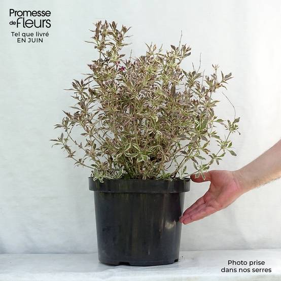 Weigelia florida Monet Verweig Pot de 7,5L/10L - Image 2