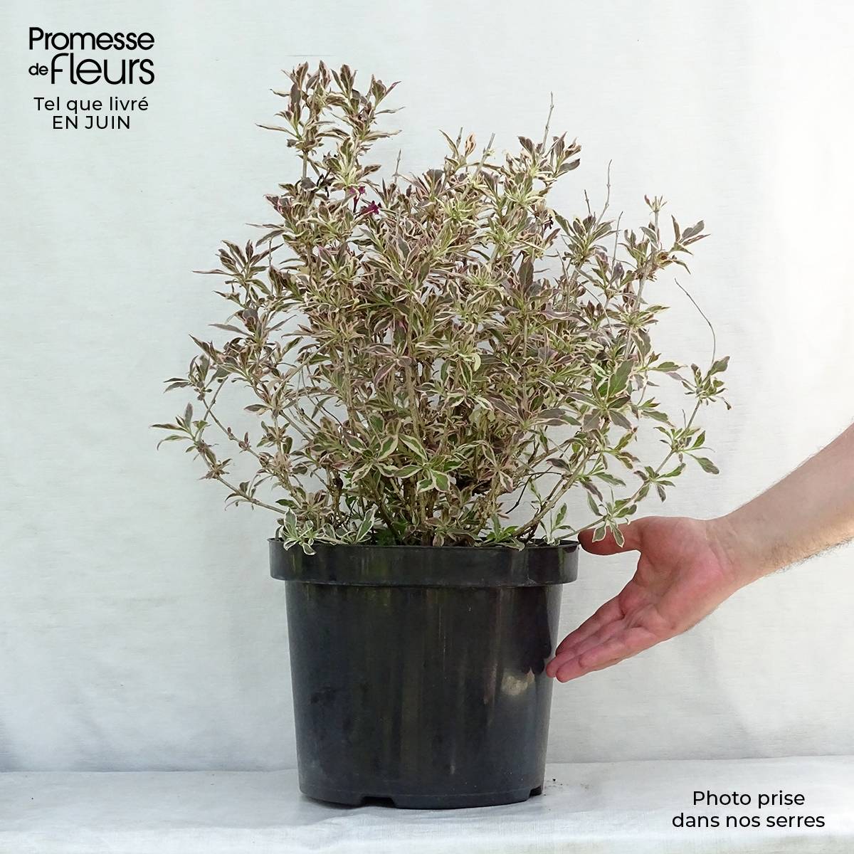 Weigelia florida Monet Verweig Pot de 7,5L/10L - Image 2