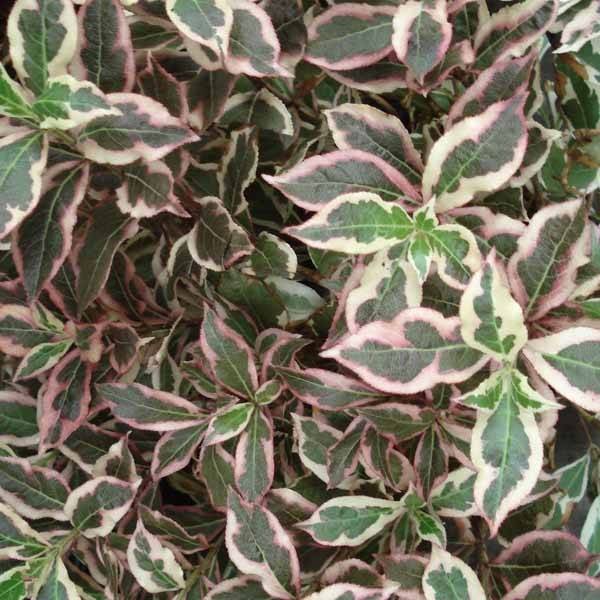 Weigelia florida Monet Verweig Pot de 7,5L/10L - Image 1