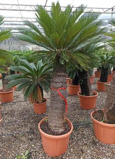 Sans Marque - Cycas revoluta (Cycas du japon-Sagou) SPÉCIMEN Taille:Pot de 80L - Tronc de 80/90 cm - 150/170cm - Image 6