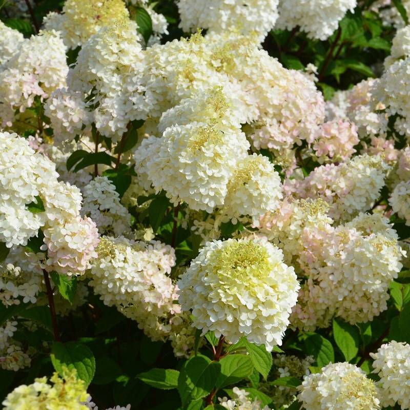 Hortensia paniculata Diamantino® 'Ren101', Hydrangea paniculata à fleurs Blanche - feuillage Caduc - Pot de 1,5L - 10/20 cm-  hauteur à maturité De 1, - Imagen 2